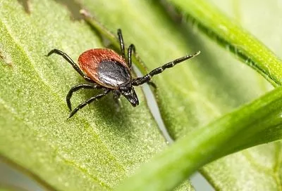 Клещи нападают не на всех: доктор объяснил, как микробиом кожи человека влияет на паразитов