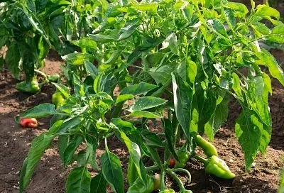 Три эффективные подкормки для перцев: как добиться обильного урожая