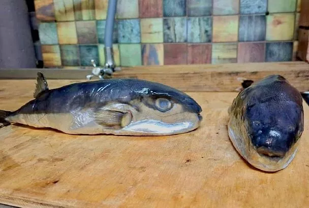 В магазине на Кубани продавали опасного серебристого иглобрюха под видом скумбрии