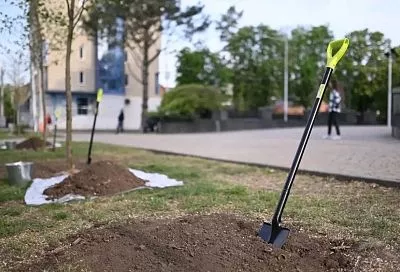 Комплексное озеленение: где в Краснодаре планируют высадить молодые деревья