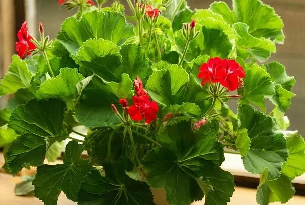 Желтые листья у герани не приговор, а подсказка: 5 главных ошибок в уходе за цветком. Как вернуть растению здоровый вид