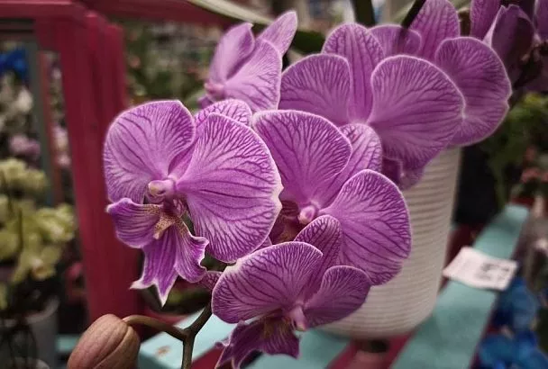 3 самых капризных комнатных растения, с которыми не стоит связываться новичкам