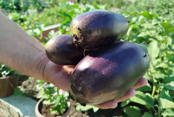 Рассадный марафон баклажанов: от семян до первых плодов