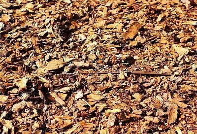 Правила мульчи, которая сработает: все решают толщина слоя и материал