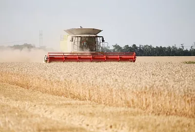 В Краснодарском крае с начала года произвели сельхозпродукции на 304,4 млрд рублей