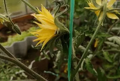 Всего 2 минуты – и томаты вырастают ровные, идеальной формы: 3 причины срочно удалить с них махровые цветы