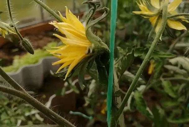 Всего 2 минуты – и томаты вырастают ровные, идеальной формы: 3 причины срочно удалить с них махровые цветы