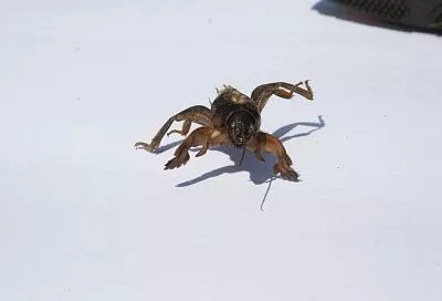 Выгнать врага из «берлоги»: как бороться с медведкой при помощи нашатырного спирта