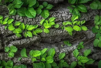 Цена красивого фасада: почему лучше не высаживать плющ на территории сада