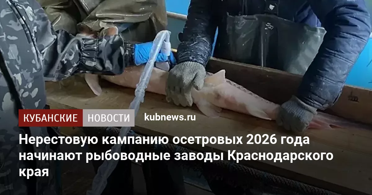 Нерестовую кампанию осетровых 2026 года начинают рыбоводные заводы Краснодарского края
