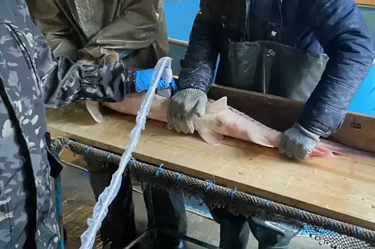 Нерестовую кампанию осетровых 2026 года начинают рыбоводные заводы Краснодарского края