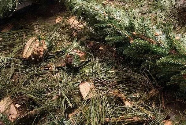 Не выбрасываю новогоднюю ёлку: как хвоя становится мульчей, а ствол и ветки — основой для грядки