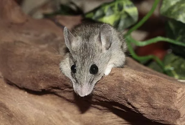 Кошка не поможет: как избавиться осенью от грызунов, которые ринулись в ваш дом в поисках еды и тепла