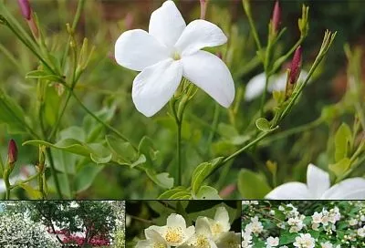 Чубушник vs жасмин: как не перепутать — 7 отличий этих похожих кустарников