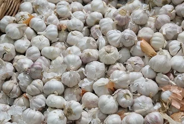 Готовим почву под озимый чеснок: правила, которыми нельзя пренебрегать