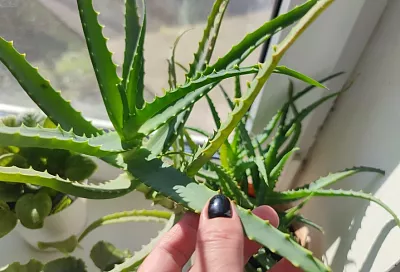 Алоэ – лучший стимулятор: укореняем черенки и проращиваем семена без химии