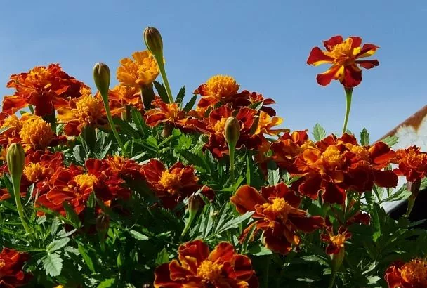 Бархатная сила: вы получите крупные овощи с улучшенным вкусом, если посеете рядом с ними эти цветы