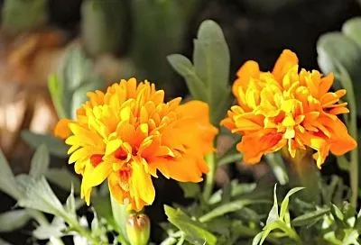 Скабиоза, кариопсис, бархатцы: цветы, которые продлевают лето до зимы