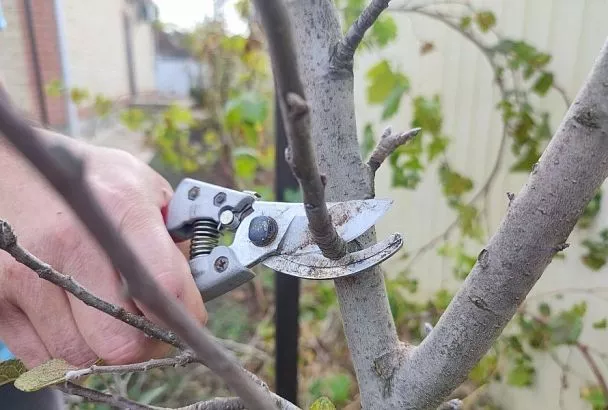 Чтобы в кроне не было «мертвой зоны»: как выбрать правильное время для обрезки фруктовых деревьев