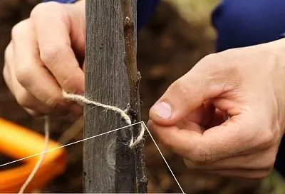 Прикрыл саженцы таким «зонтиком» — и защитил от ожогов: лайфхак с колышком, о котором вы точно не знали