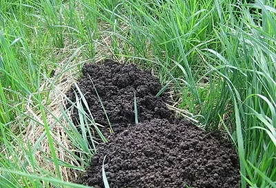 Осенний способ избавиться от кротов надолго за 27 рублей 