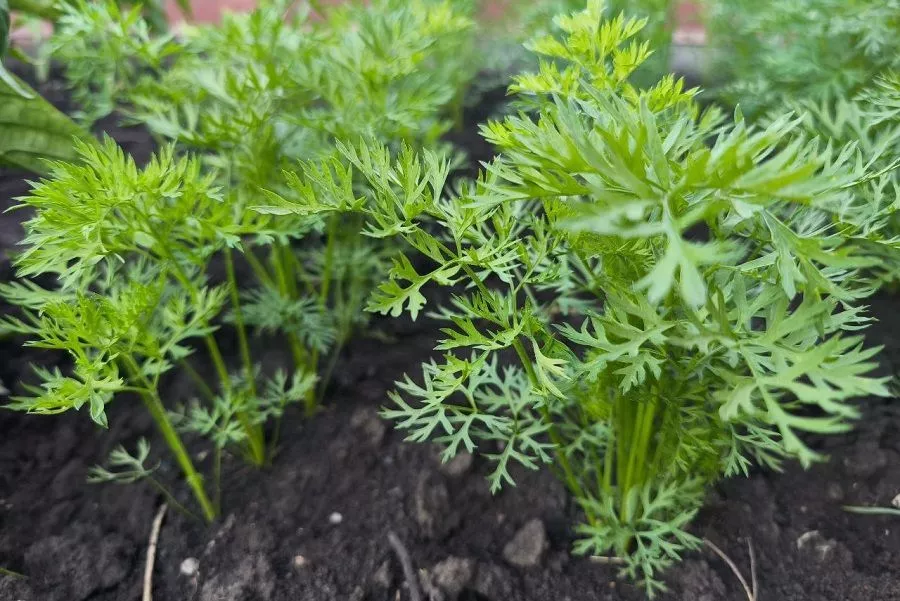 Лить или не лить, вот в чем вопрос: особенности ухода за морковью в июле