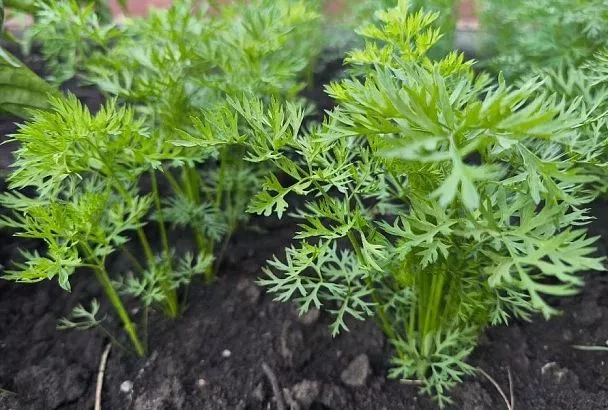 Лить или не лить, вот в чем вопрос: особенности ухода за морковью в июле