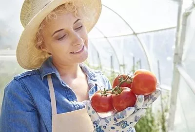 Обрезал помидоры в теплице так — и кусты ломятся от урожая: пошаговый гайд