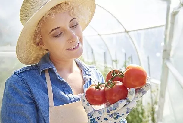 Обрезал помидоры в теплице так — и кусты ломятся от урожая: пошаговый гайд
