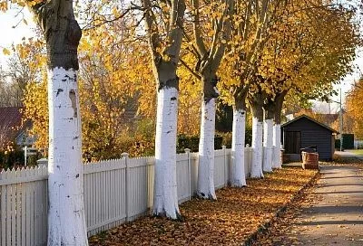 Осенняя побелка деревьев — важное мероприятие, которое помогает защитить сад от зимних невзгод