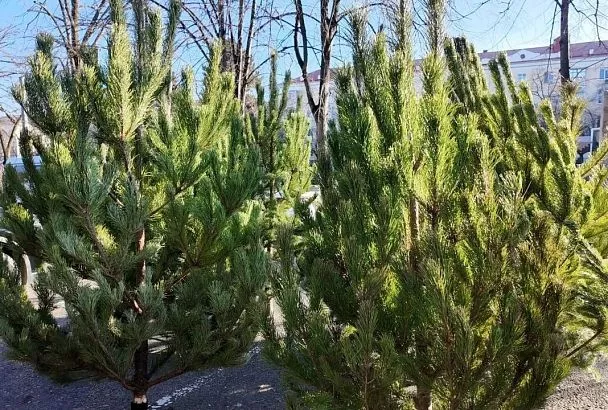 В Армавире начали работу елочные базары