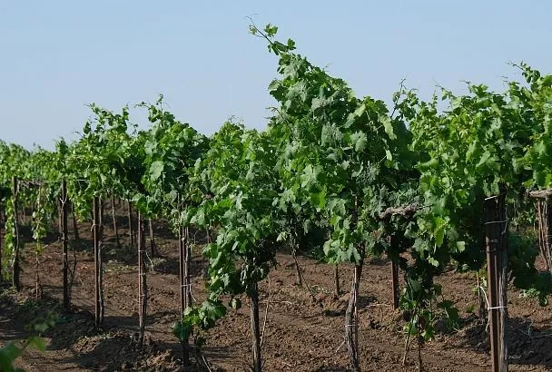 АПК Краснодарского края: 100 млрд инвестиций и новые агротехнологии за 10 лет