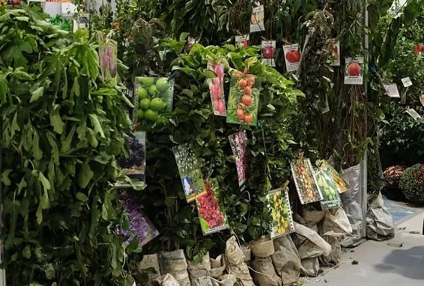 Сад начинается с саженца: как правильно выбрать молодое деревце для весенней посадки