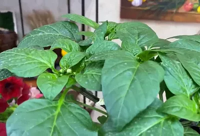 Сильная рассада 2025: как простой прием с семенами перца обеспечит их всхожесть и плодовитость (проверено временем) + лайфхак