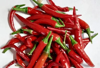 Жгучий защитник: как перец чили может защитить ваш огород