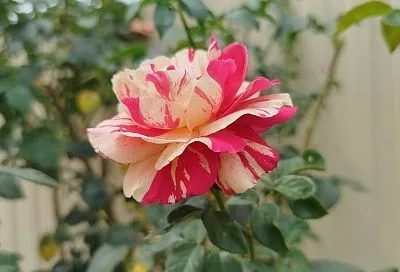 Просыпайся, королева цветов: чем и как удобрять розы весной