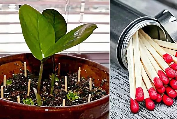 По совету соседки воткнула спички в цветы: результат меня удивил