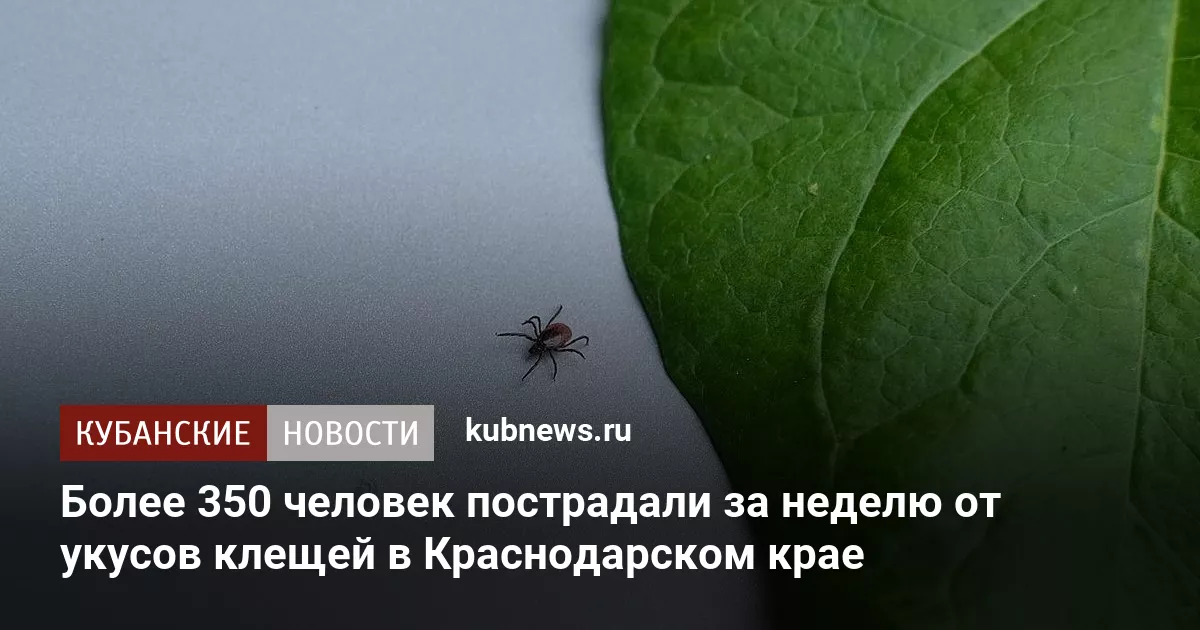 Более 350 человек пострадали за неделю от укусов клещей в Краснодарском крае