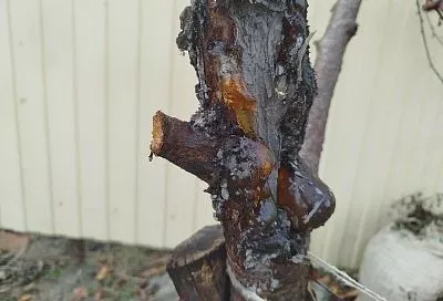 Почти янтарь, но лучше: никогда не запрещаю внукам жевать «вишневый клей»