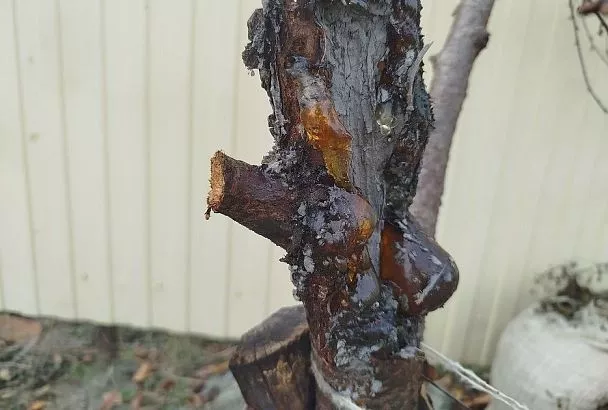 Почти янтарь, но лучше: никогда не запрещаю внукам жевать «вишневый клей»