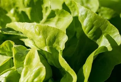 Сеем салат в ноябре - и всю зиму хрустим витаминами: как вырастить урожай на подоконнике