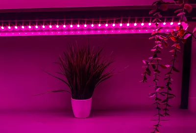 Свет – двигатель прогресса: каким должно быть расстояние от фитолампы до рассады