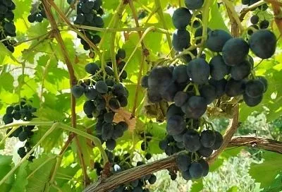 3 растения, которые легко можно получить из черенка самому, а не переплачивать за саженцы: прислушайтесь к совету опытного садовода