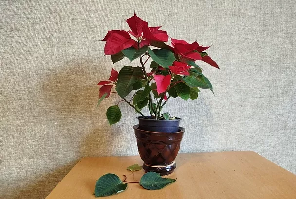 Пуансеттия: почему желтеют листья и как правильно поливать рождественскую звезду