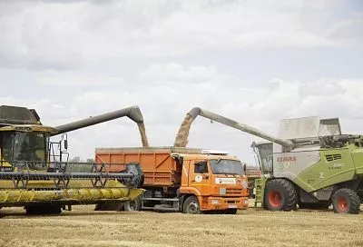 Прибыль растет в поле: кубанские аграрии повышают отдачу с каждого гектара
