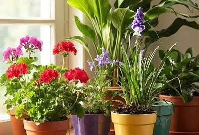 Чем подкормить комнатные цветы в любое время года: ТОП-5 копеечных средств моей бабушки, которые работают