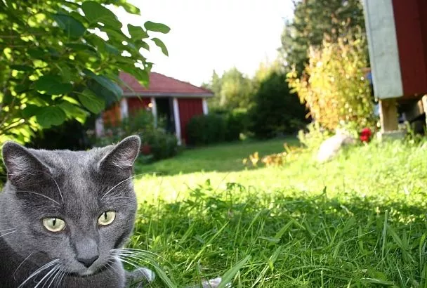 Дачникам придумали новые штрафы: за какие действия могут наказать по закону