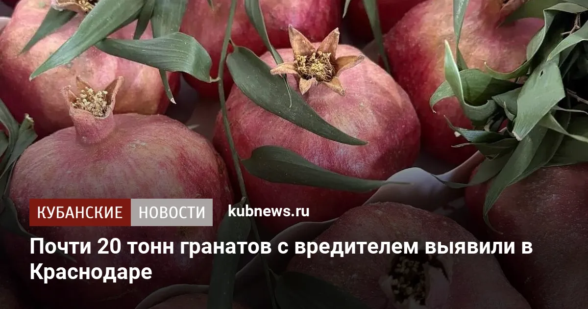 Почти 20 тонн гранатов с вредителем выявили в Краснодаре