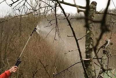 Не смотри на календарь: как понять, что пришло время для осенней искореняющей обработки