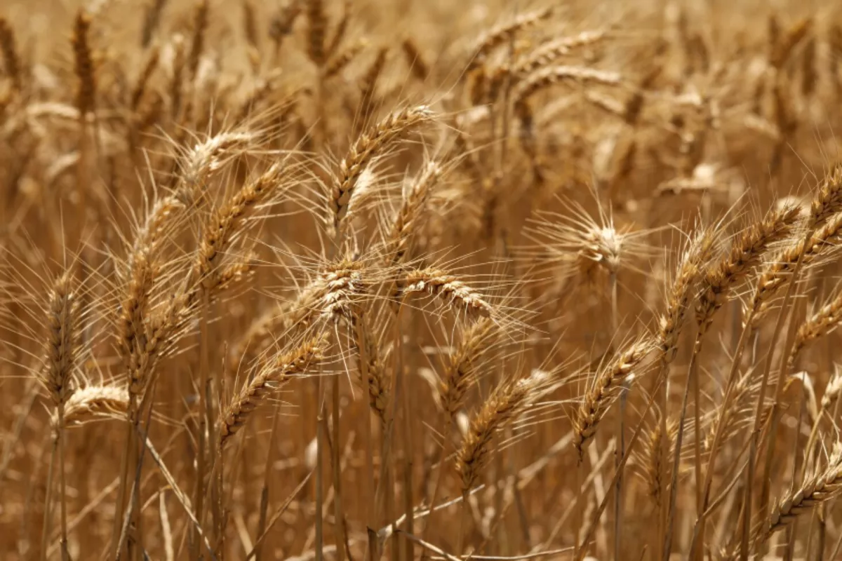 Минсельхоз предложил снизить ценовые ориентиры для государственных интервенций на рынке пшеницы